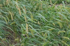 Setaria italica